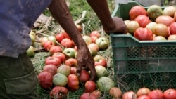 Campesinos cubanos denuncian las precarias condiciones en las que trabajan